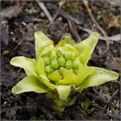 植物のふきのとう