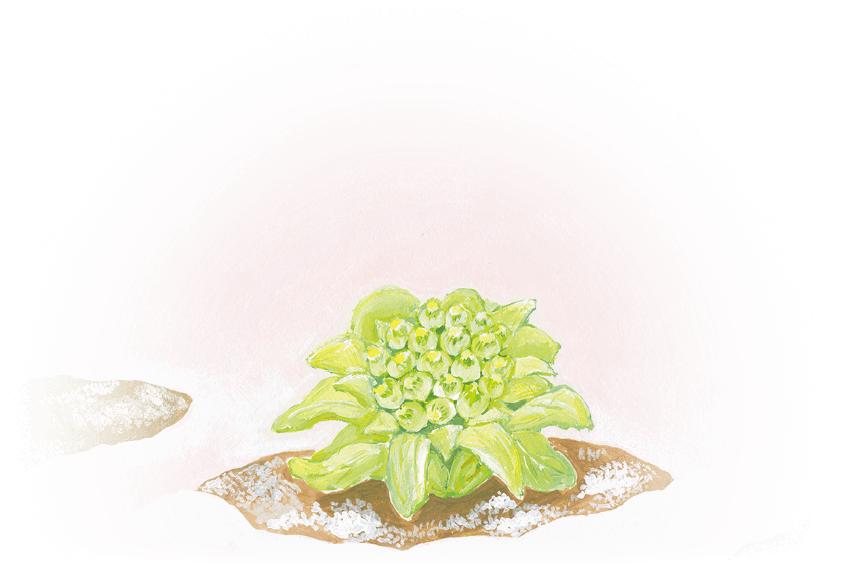 絵本「ふきのとう」にのっているふきのとうのイラスト