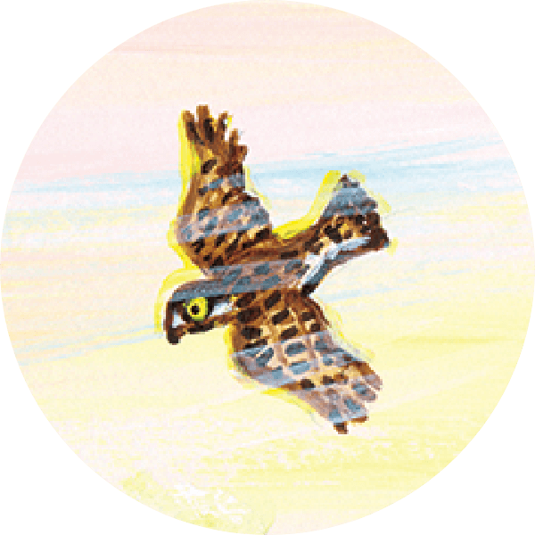 ハイタカのようなタカ